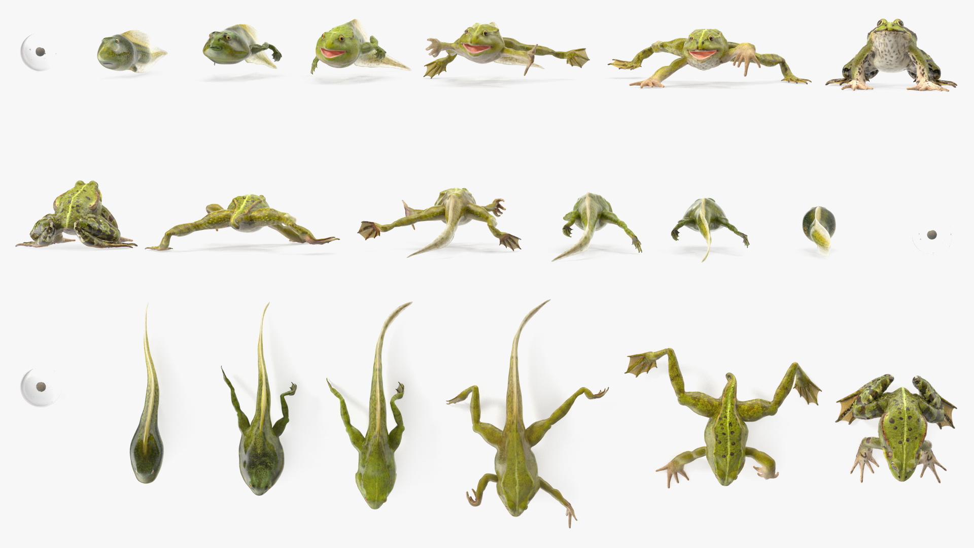 Frog Life Cycle Stages 3D
