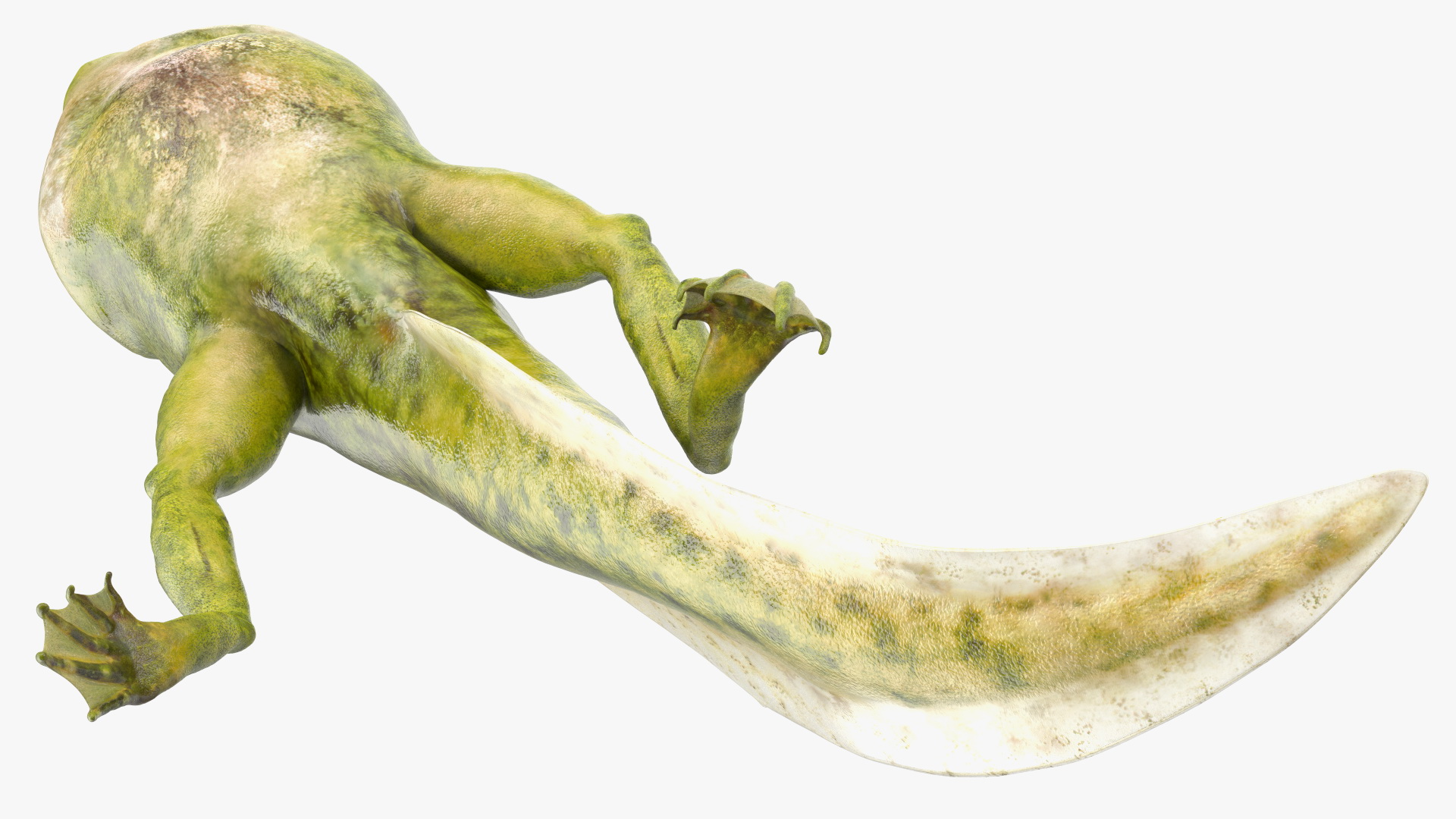 Frog Life Cycle Stages 3D