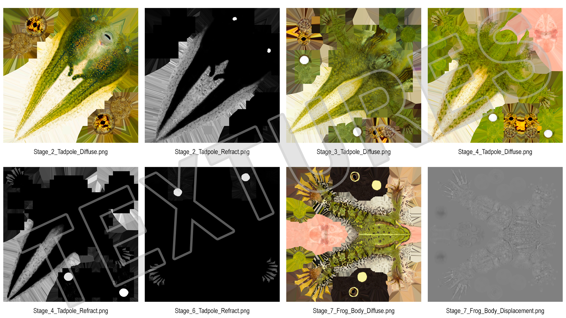 Frog Life Cycle Stages 3D