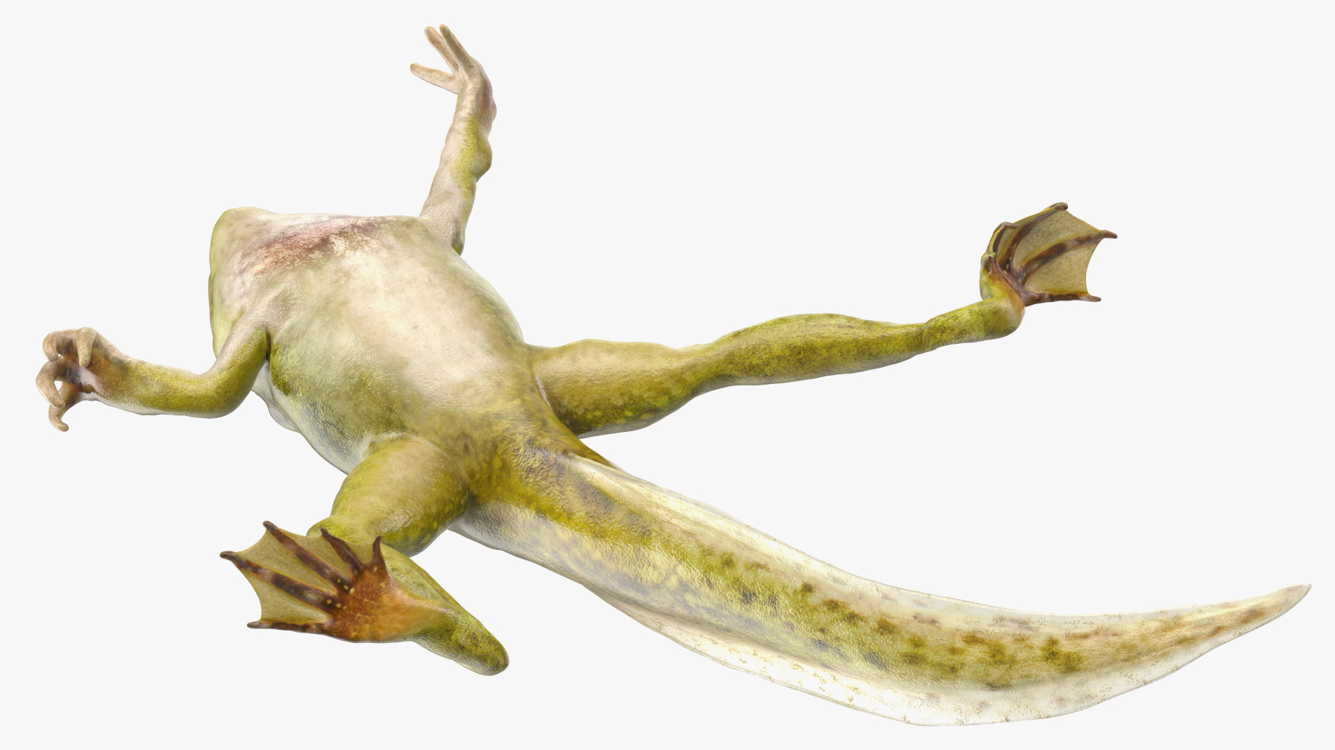 Frog Life Cycle Stages 3D