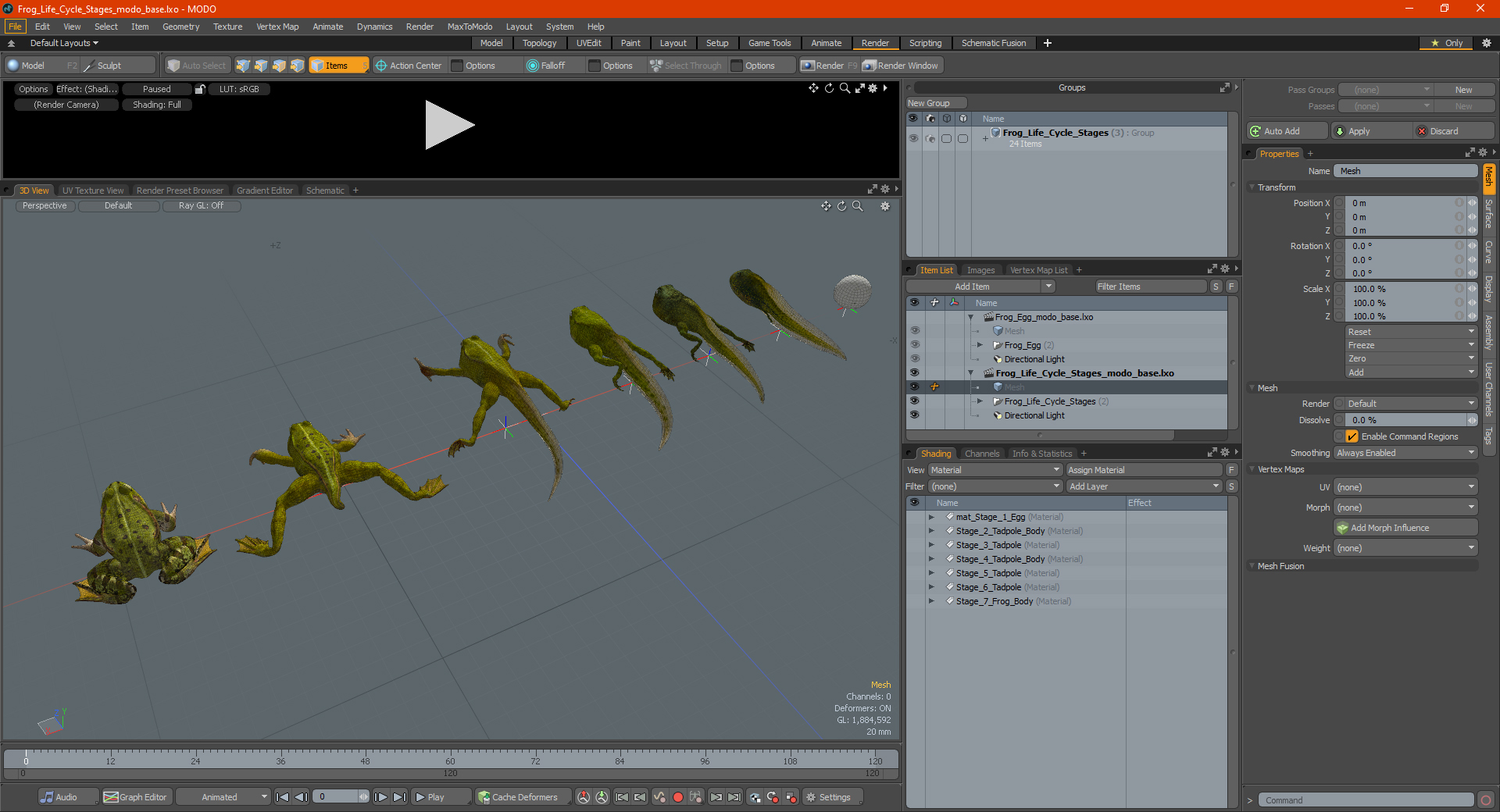Frog Life Cycle Stages 3D