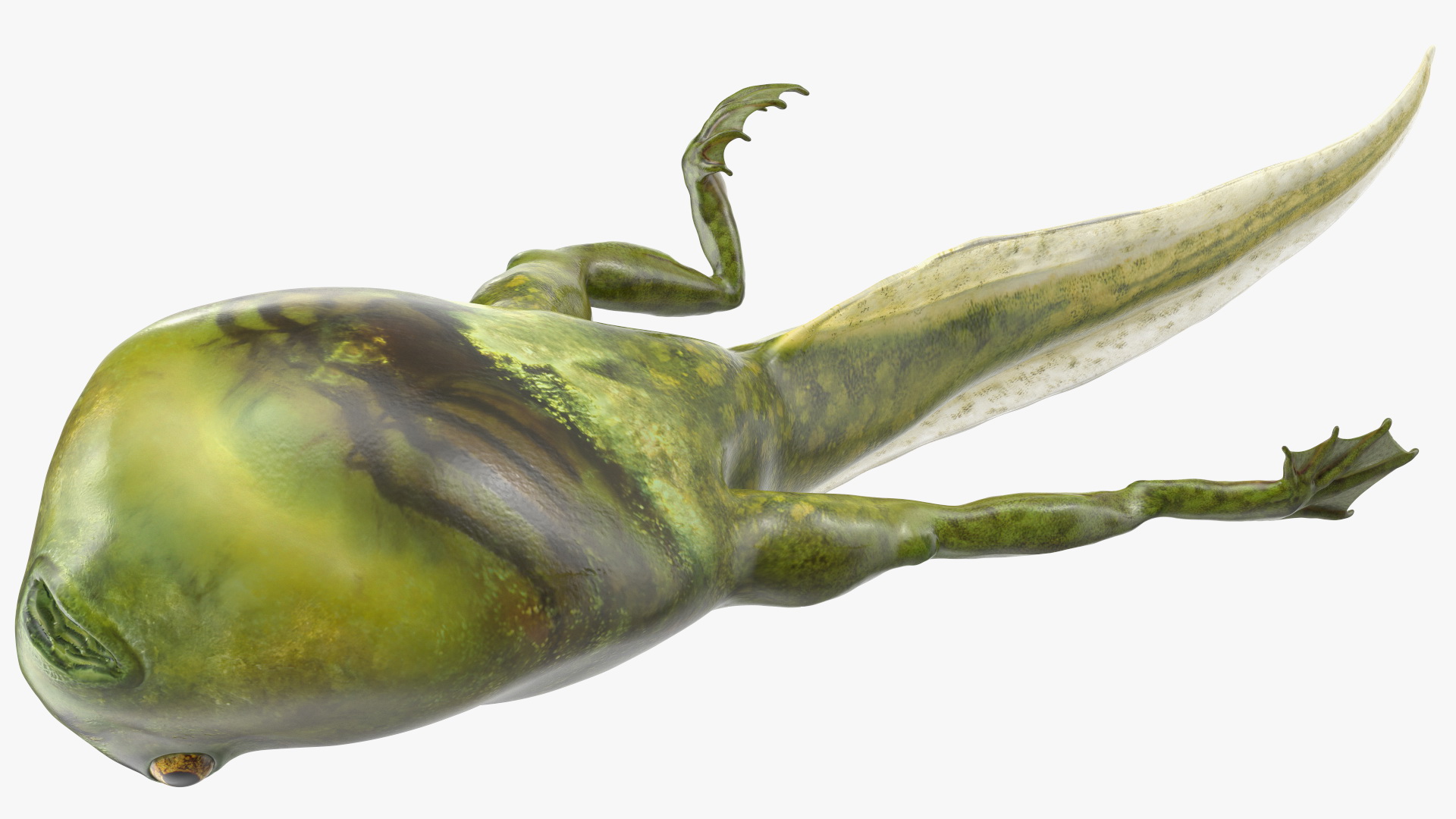 Frog Life Cycle Stages 3D