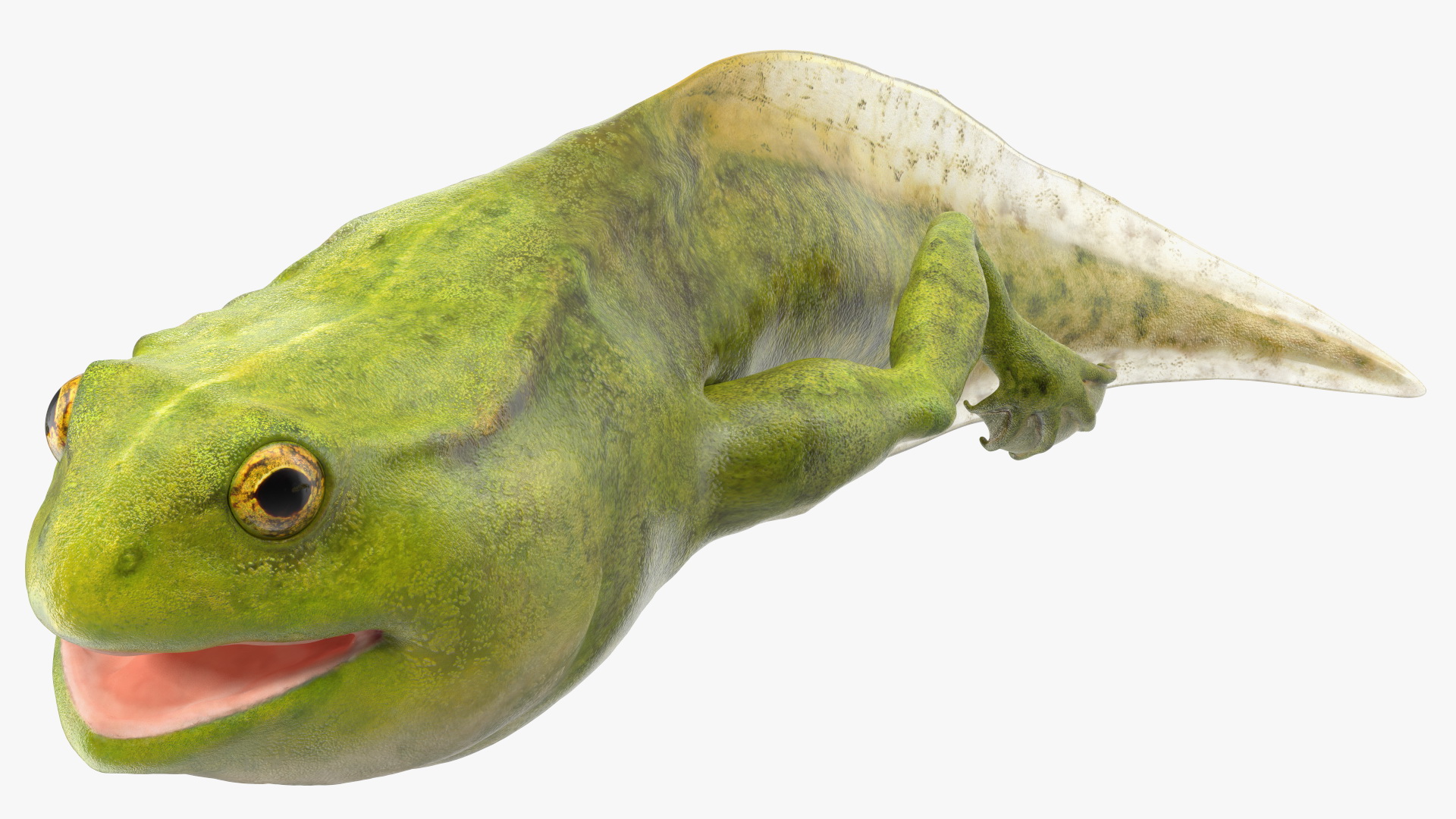 Frog Life Cycle Stages 3D