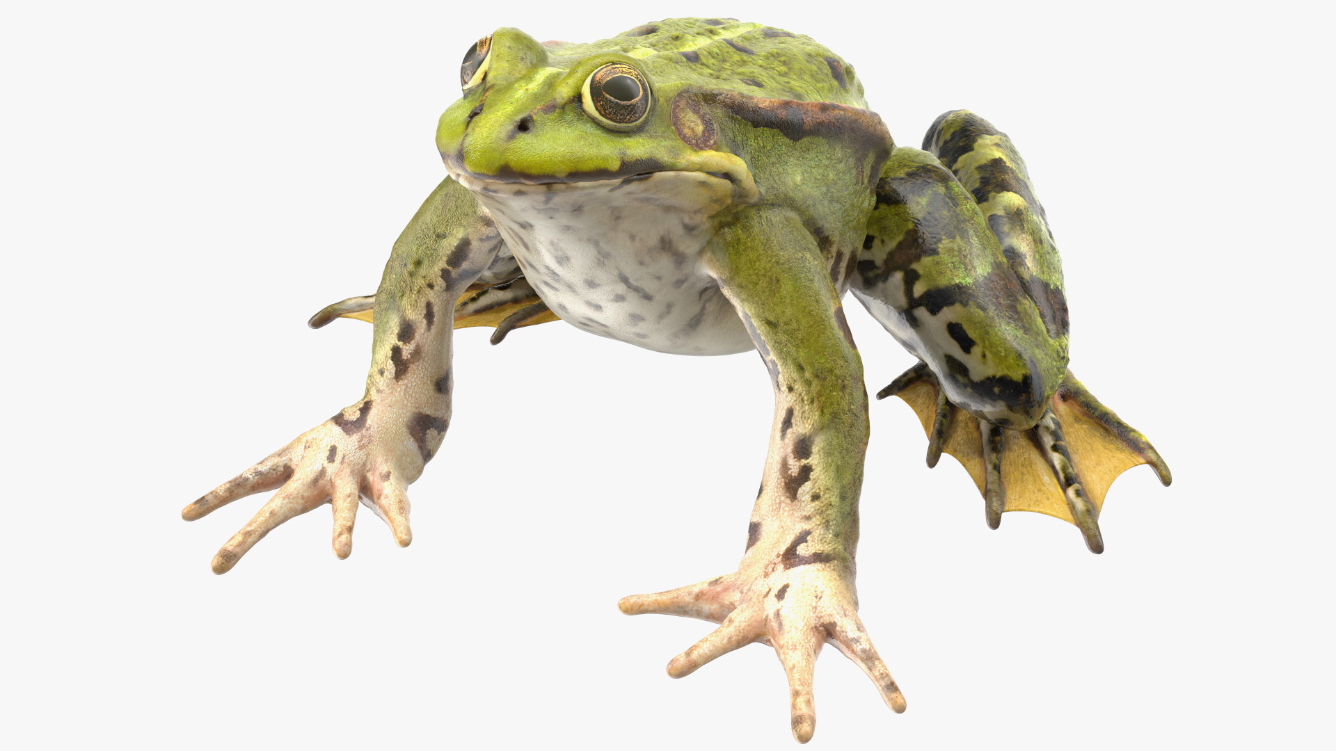 Frog Life Cycle Stages 3D