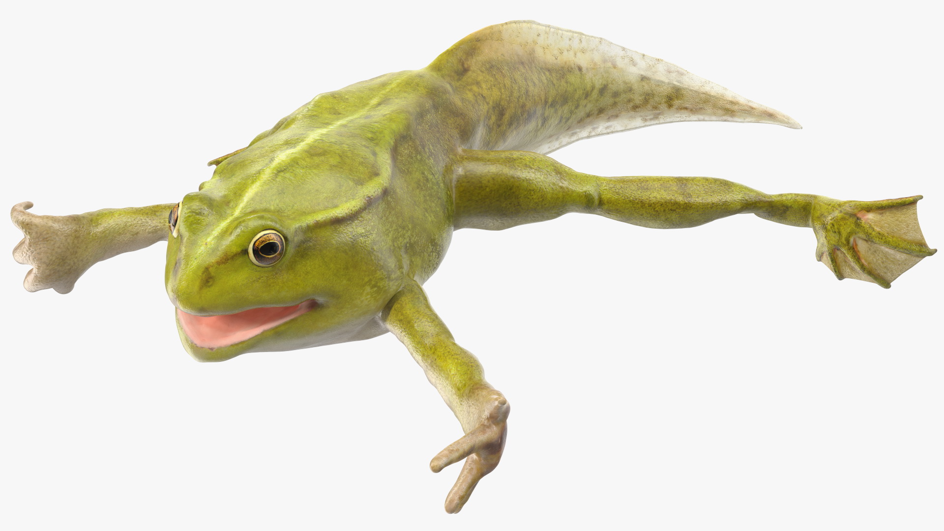 Frog Life Cycle Stages 3D