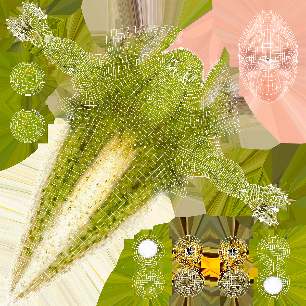 Frog Life Cycle Stages 3D