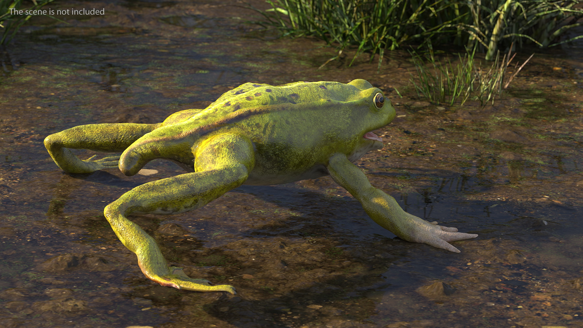 Frog Life Cycle Stages 3D