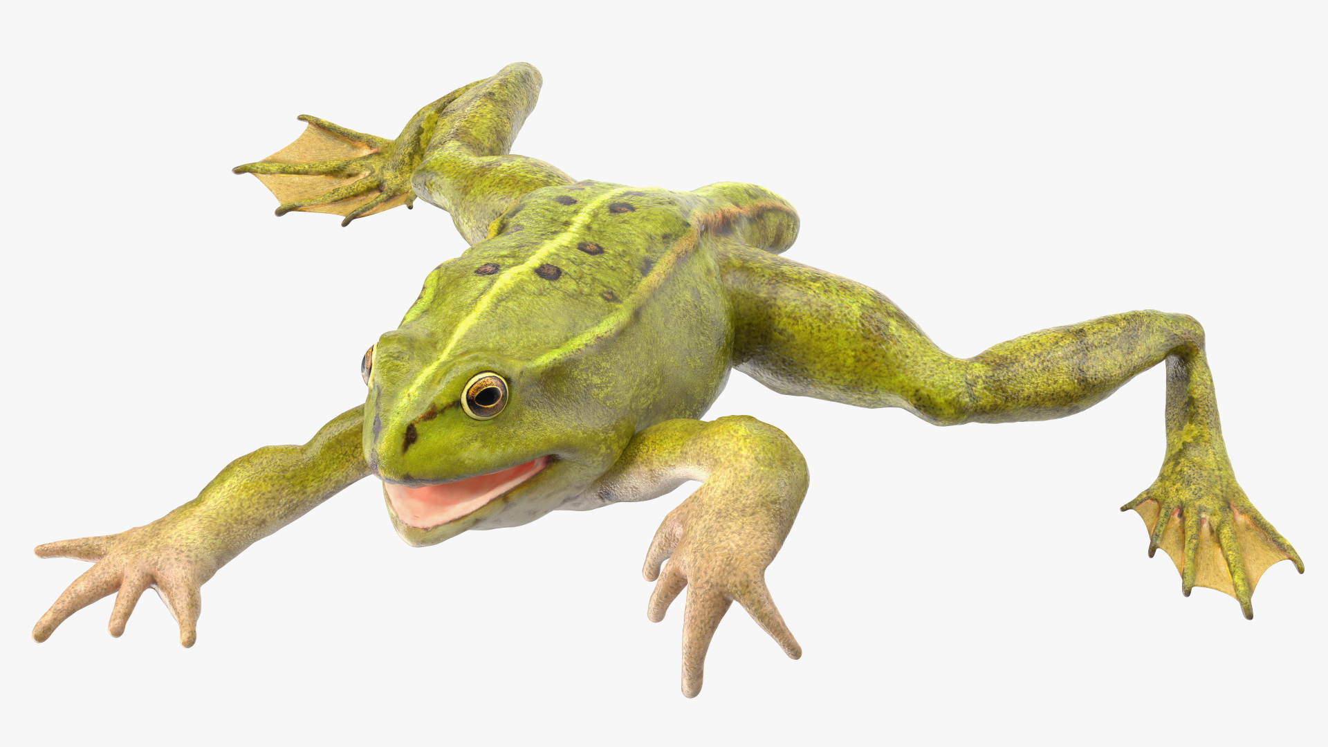 Frog Life Cycle Stages 3D