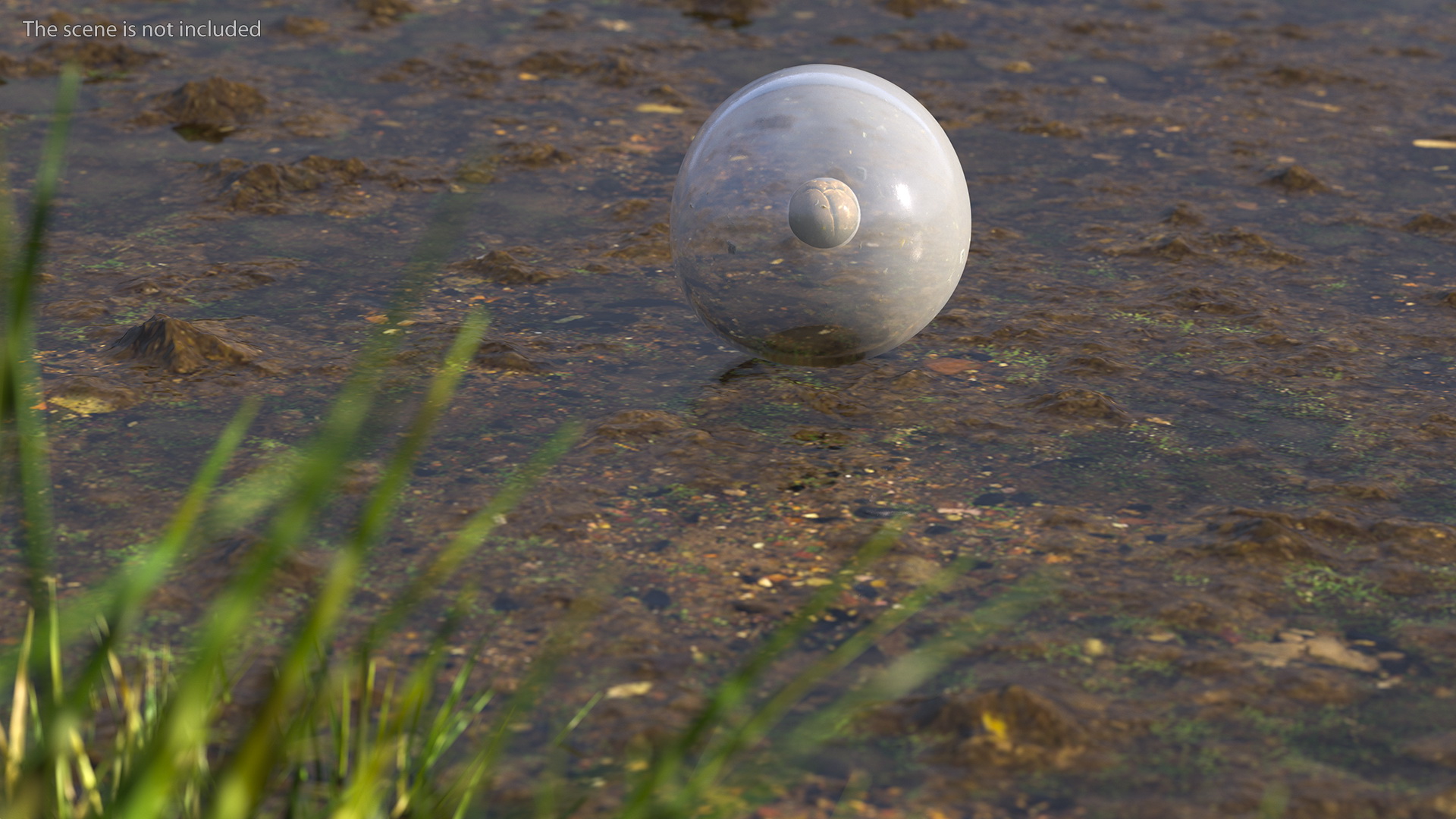 Frog Life Cycle Stages 3D