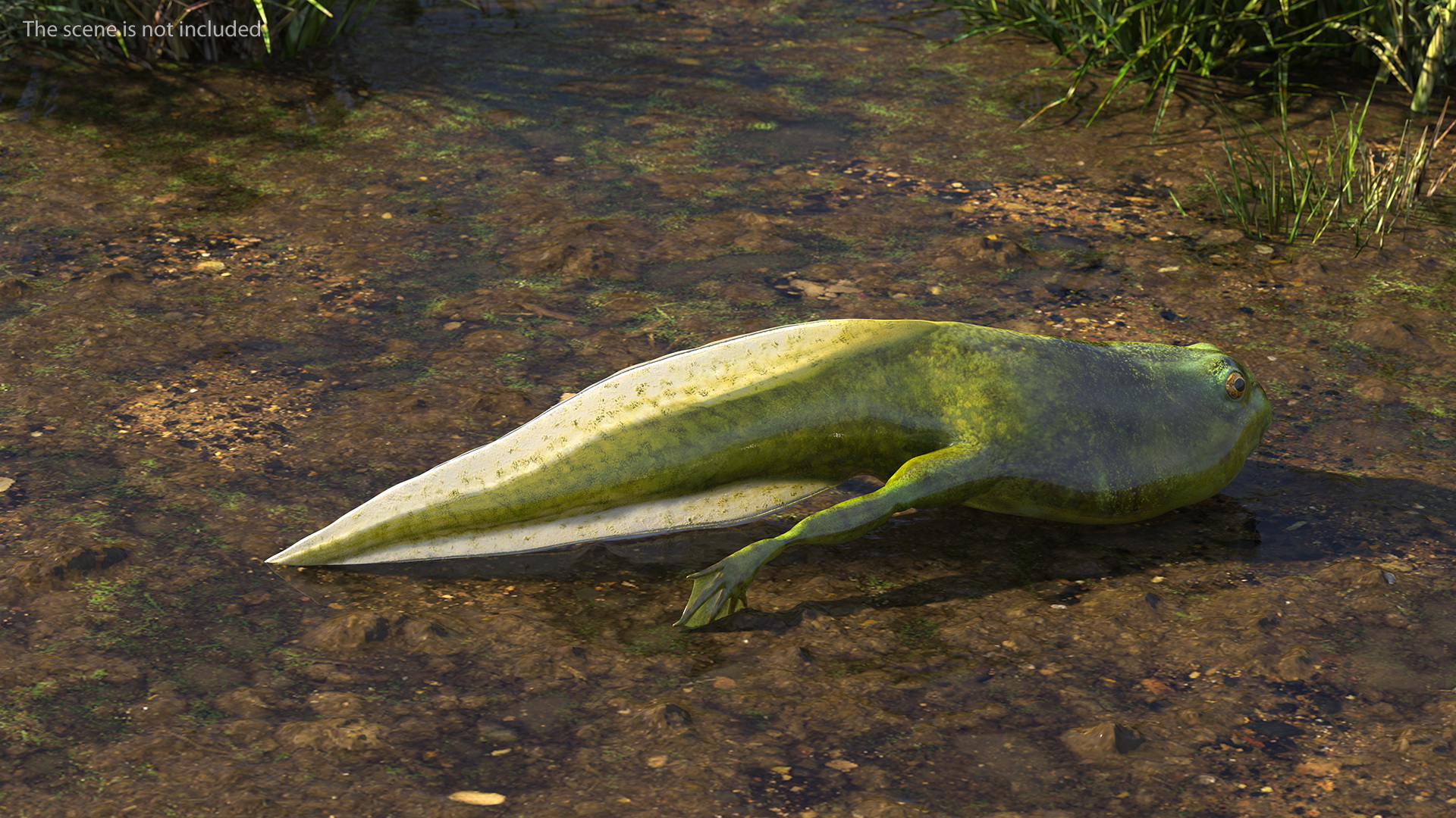 Frog Life Cycle Stages 3D