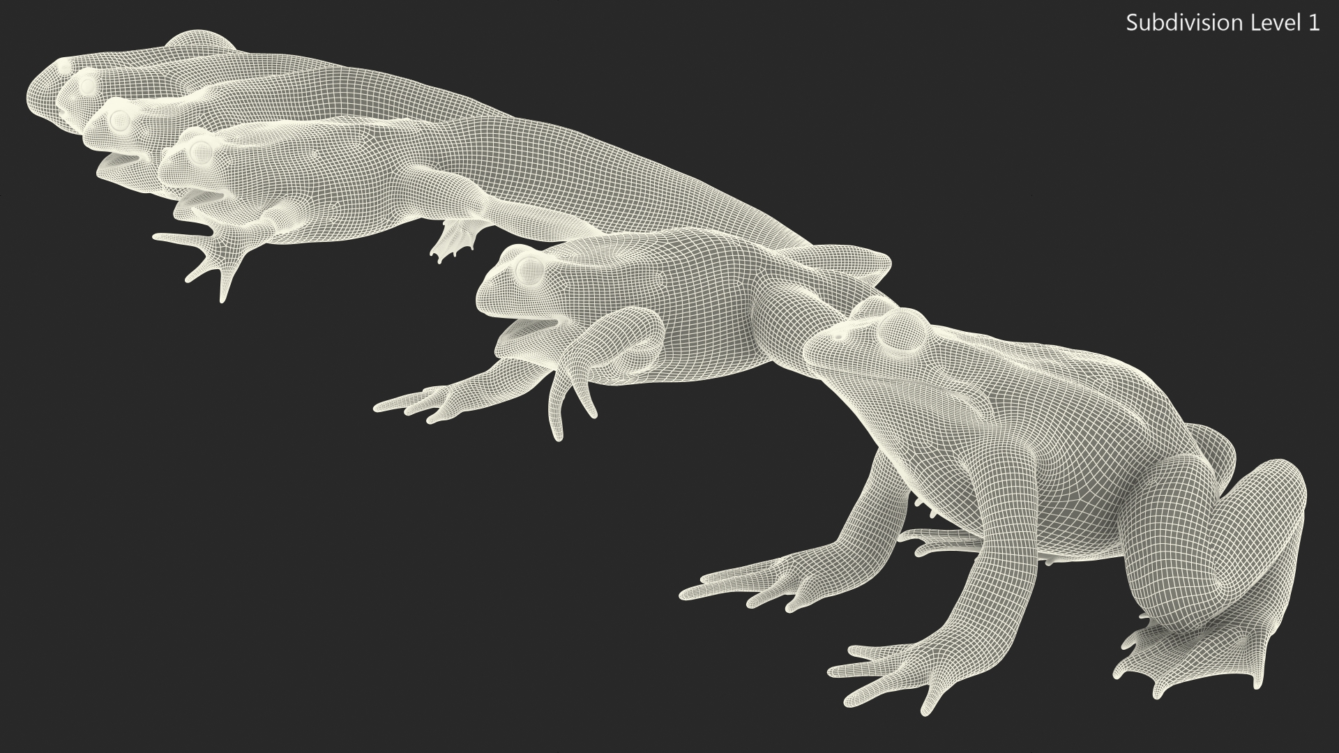 Frog Life Cycle Stages 3D