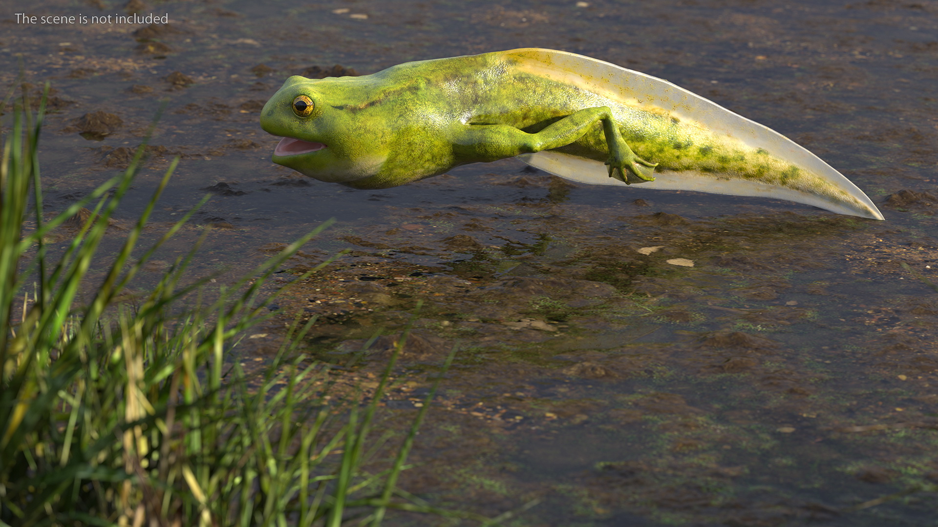 Frog Life Cycle Stages 3D