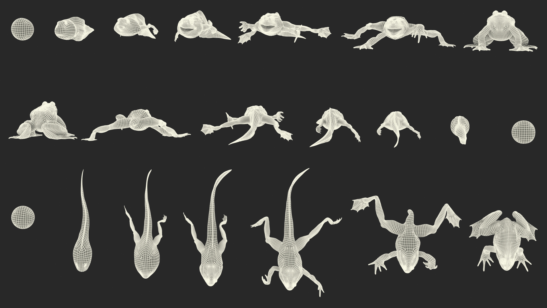 Frog Life Cycle Stages 3D