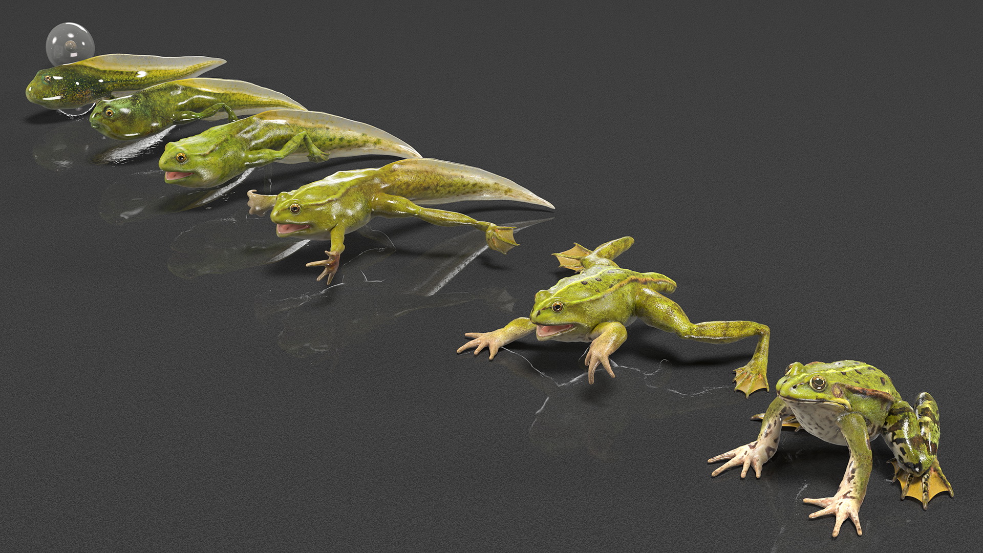 Frog Life Cycle Stages 3D