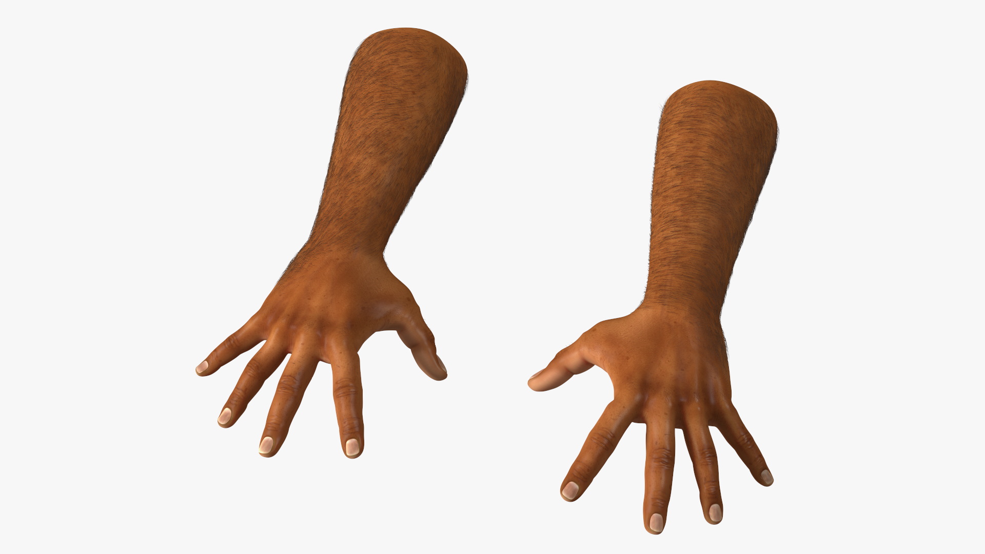 3D Hairy Human Male Hands Fur