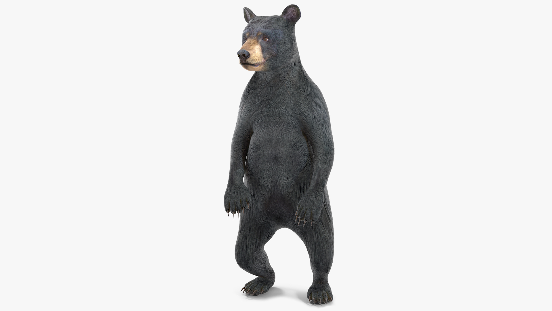 3D model Standing Young Black Bear