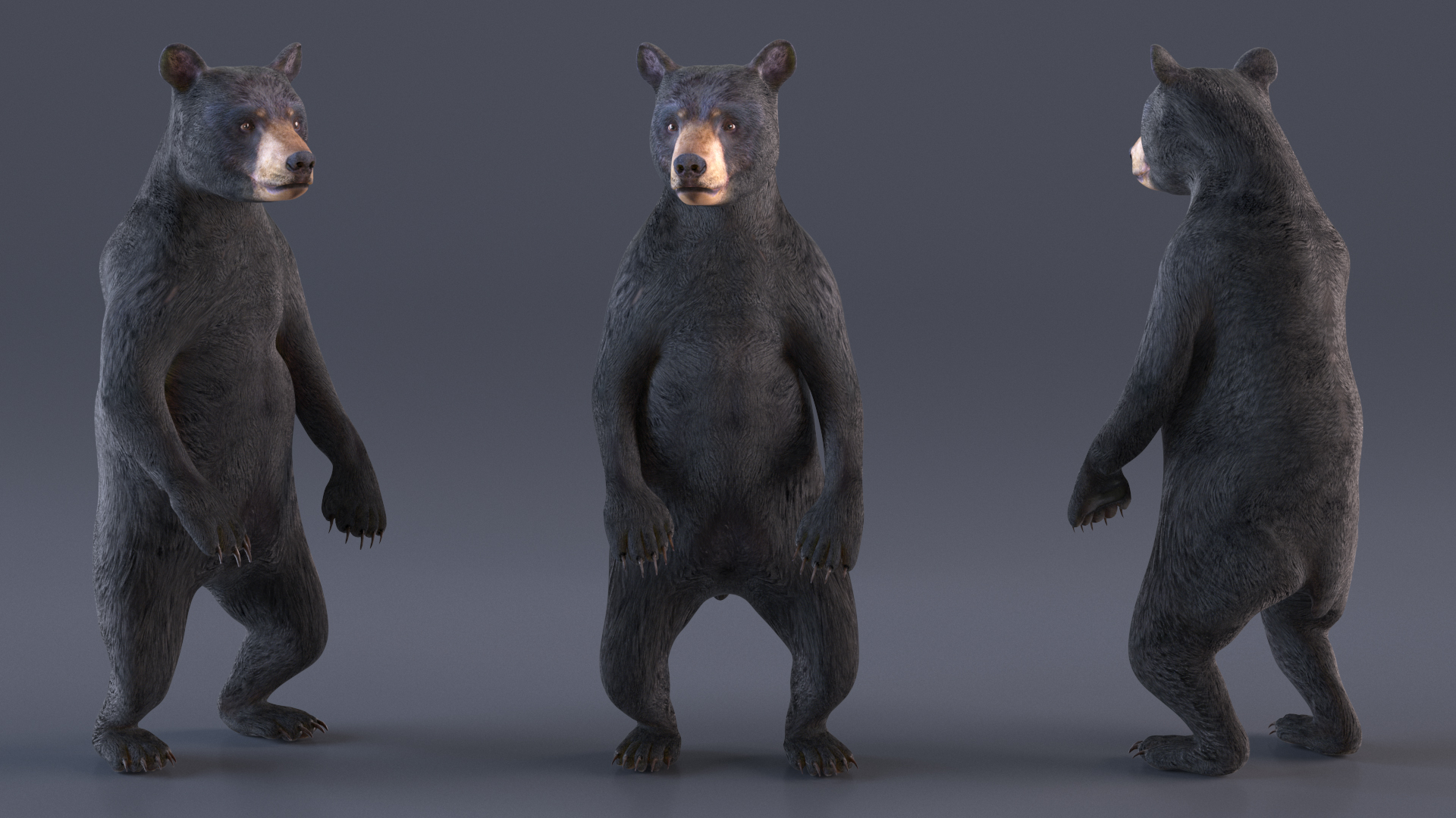 3D model Standing Young Black Bear