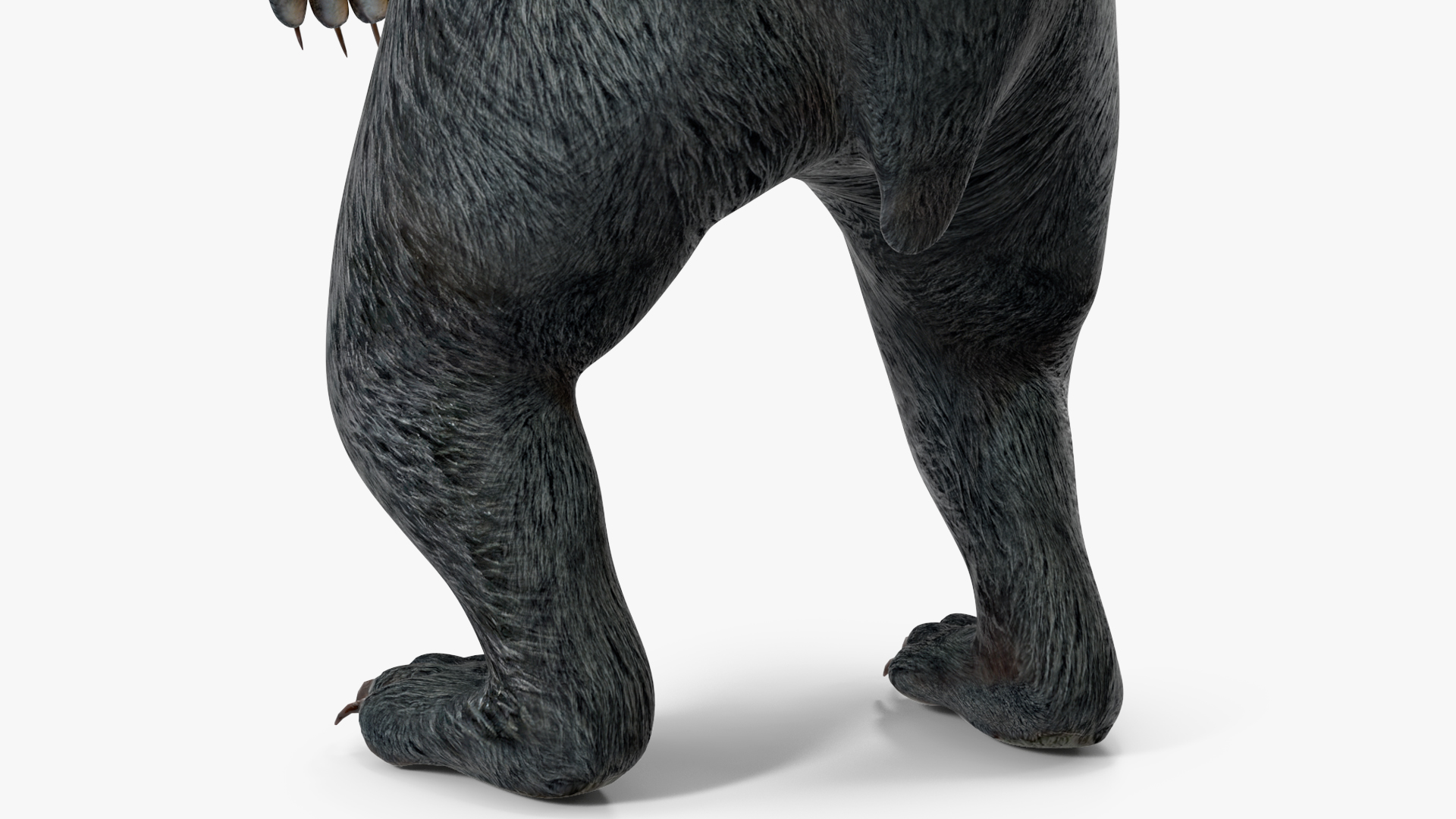 3D model Standing Young Black Bear