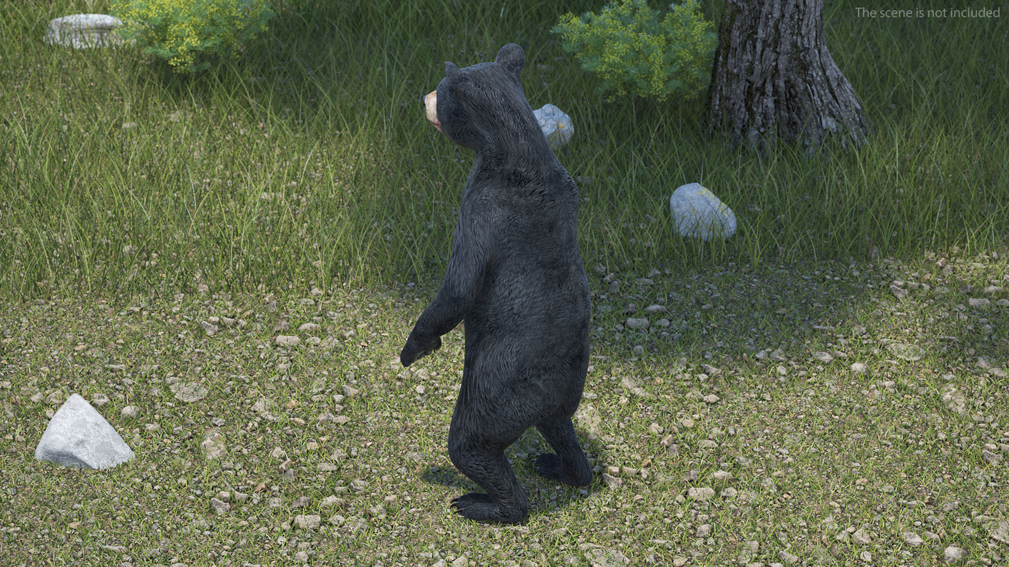 3D model Standing Young Black Bear