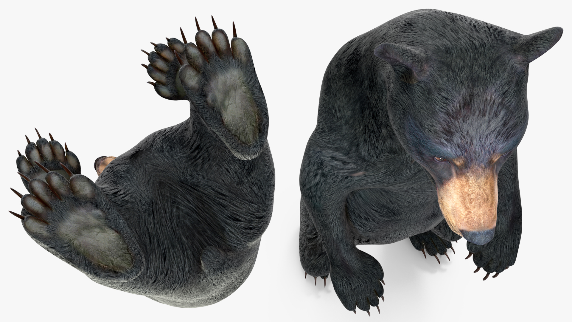 3D model Standing Young Black Bear