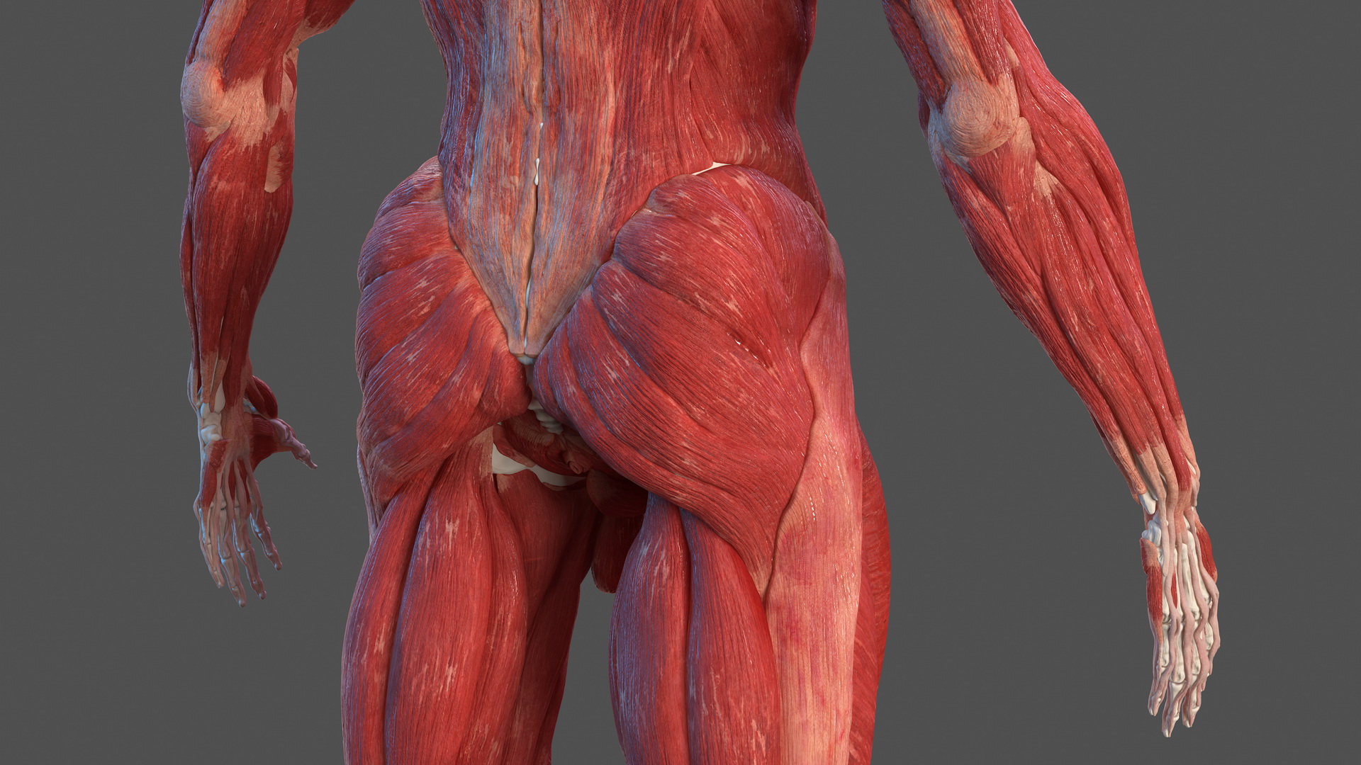3D Male Skeleton and Muscular System model
