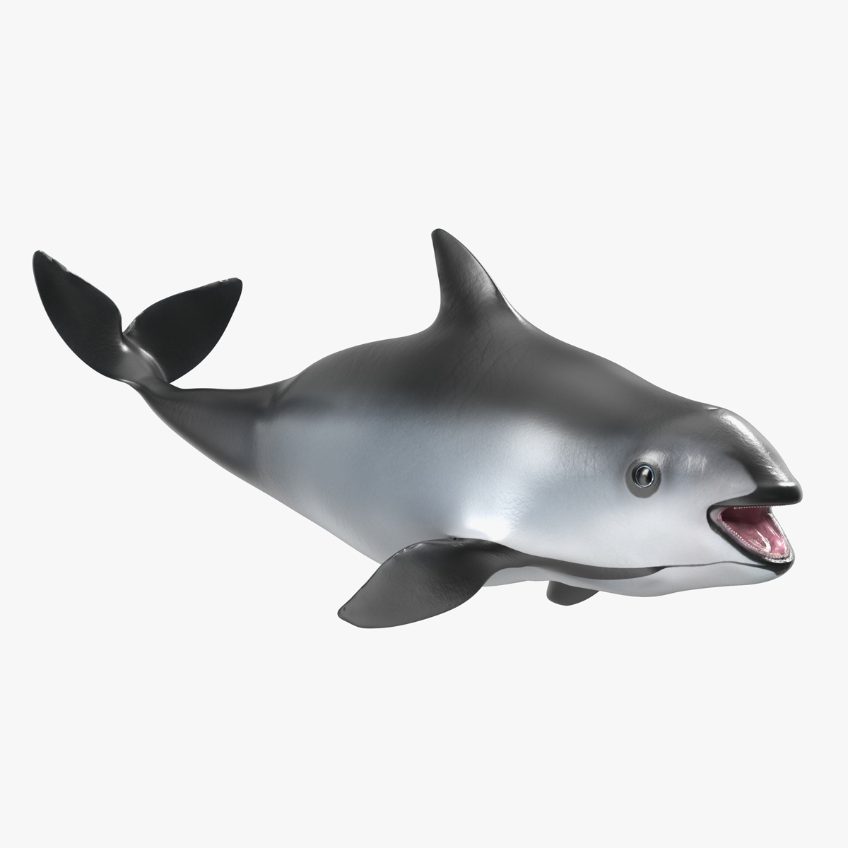 3D Smallest Cetacean Vaquita Rigged for Maya