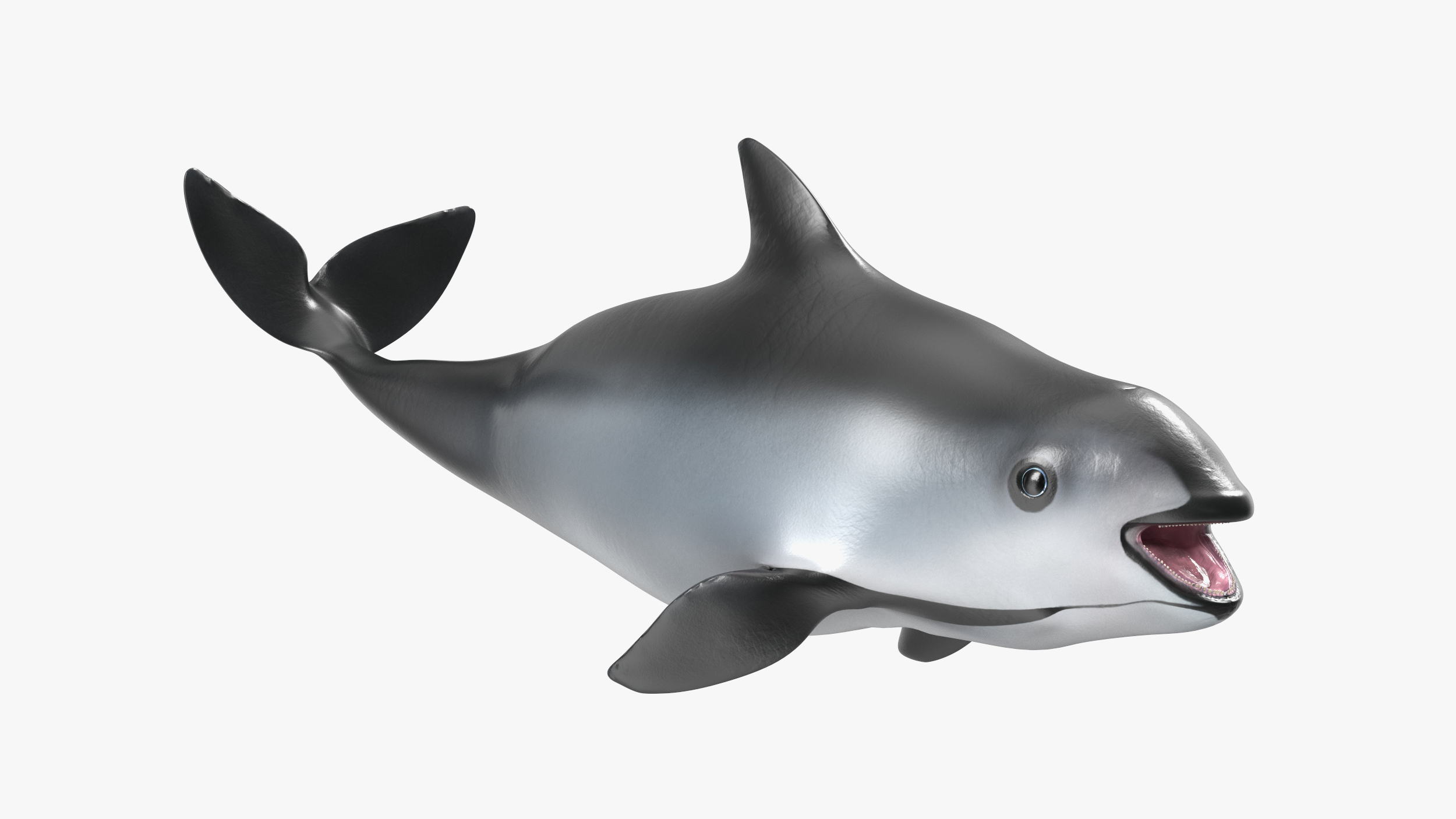 3D Smallest Cetacean Vaquita Rigged for Maya
