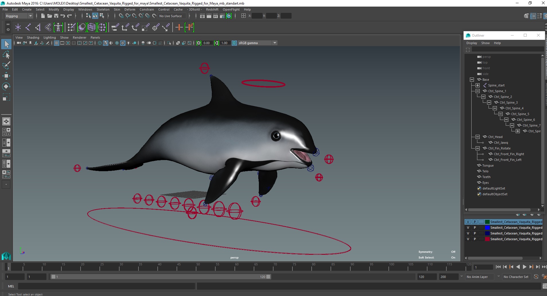 3D Smallest Cetacean Vaquita Rigged for Maya