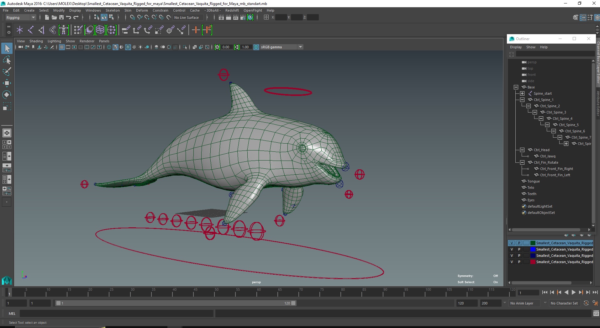 3D Smallest Cetacean Vaquita Rigged for Maya