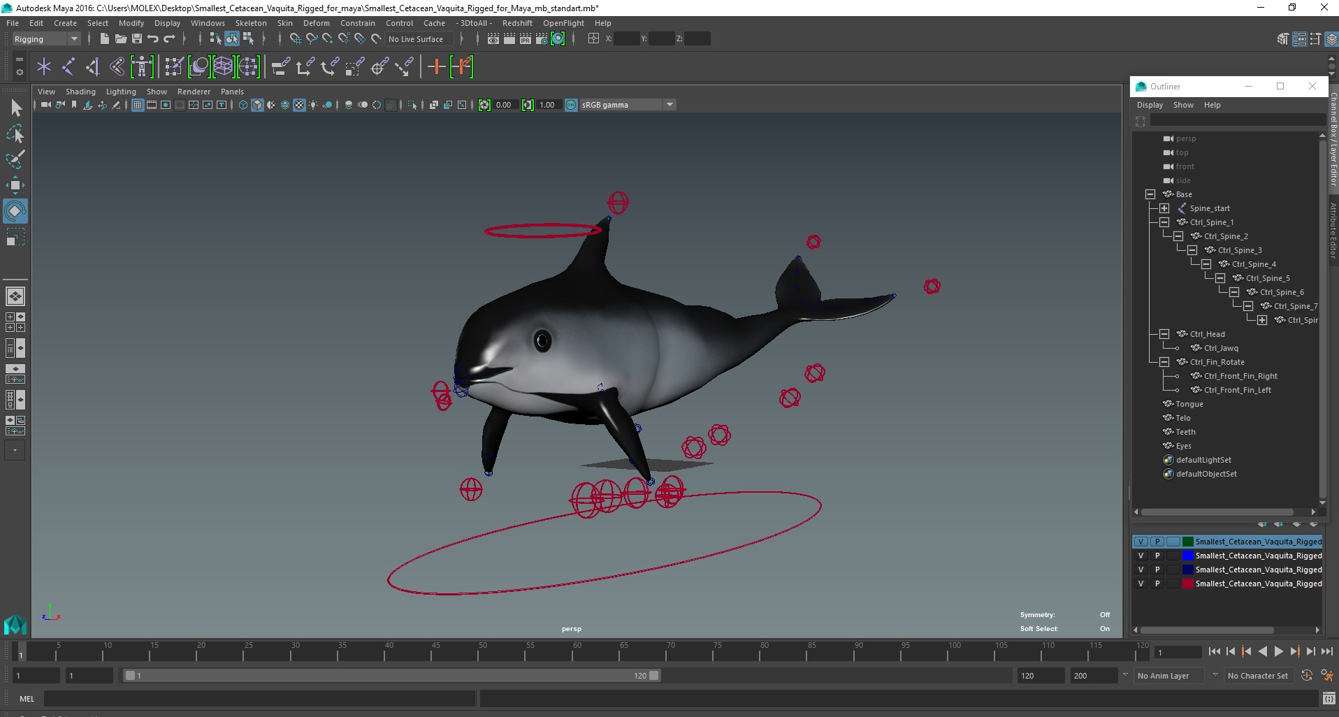 3D Smallest Cetacean Vaquita Rigged for Maya