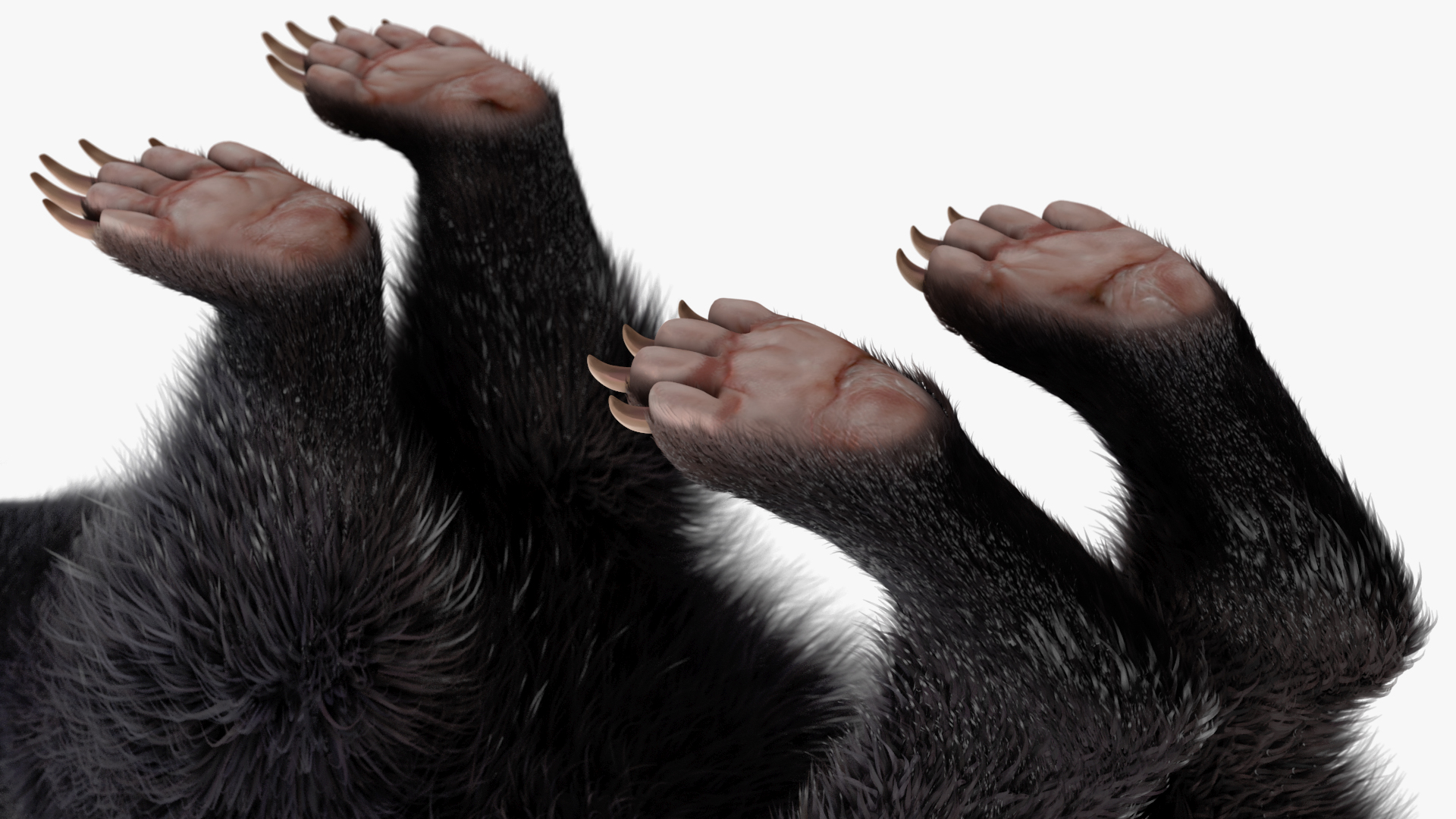 Skunk Wary Fur 3D model