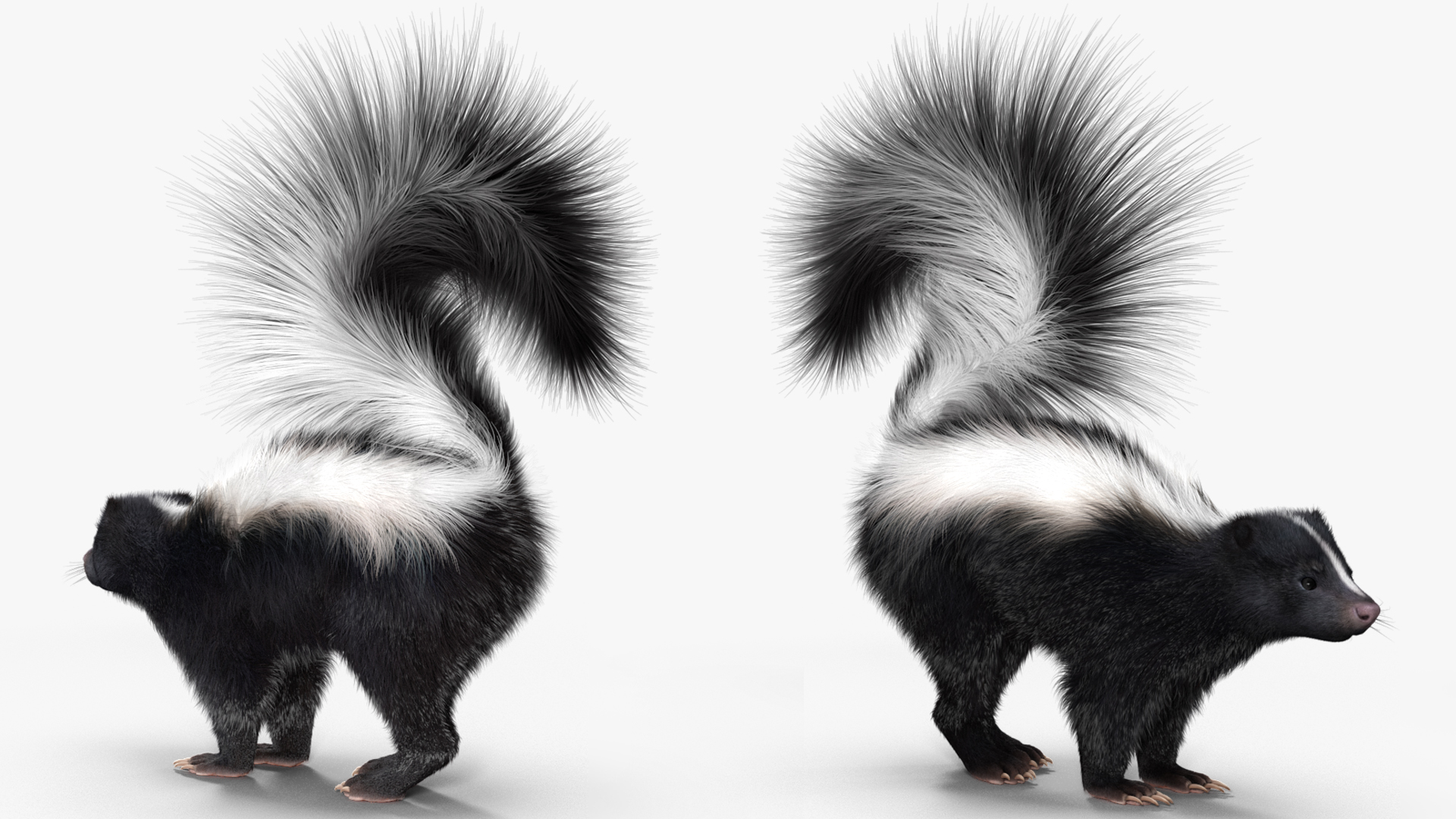 Skunk Wary Fur 3D model
