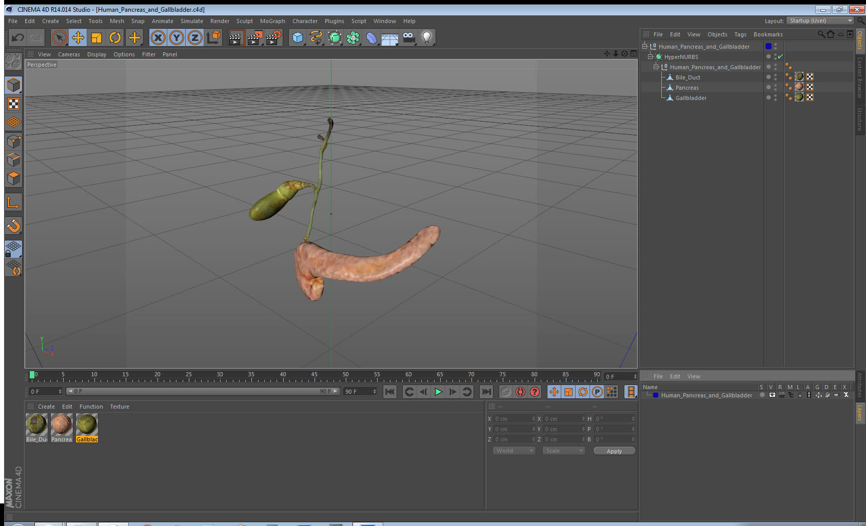 3D model Human Pancreas and Gallbladder