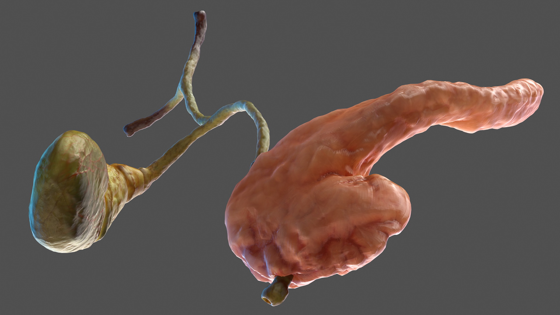 3D model Human Pancreas and Gallbladder