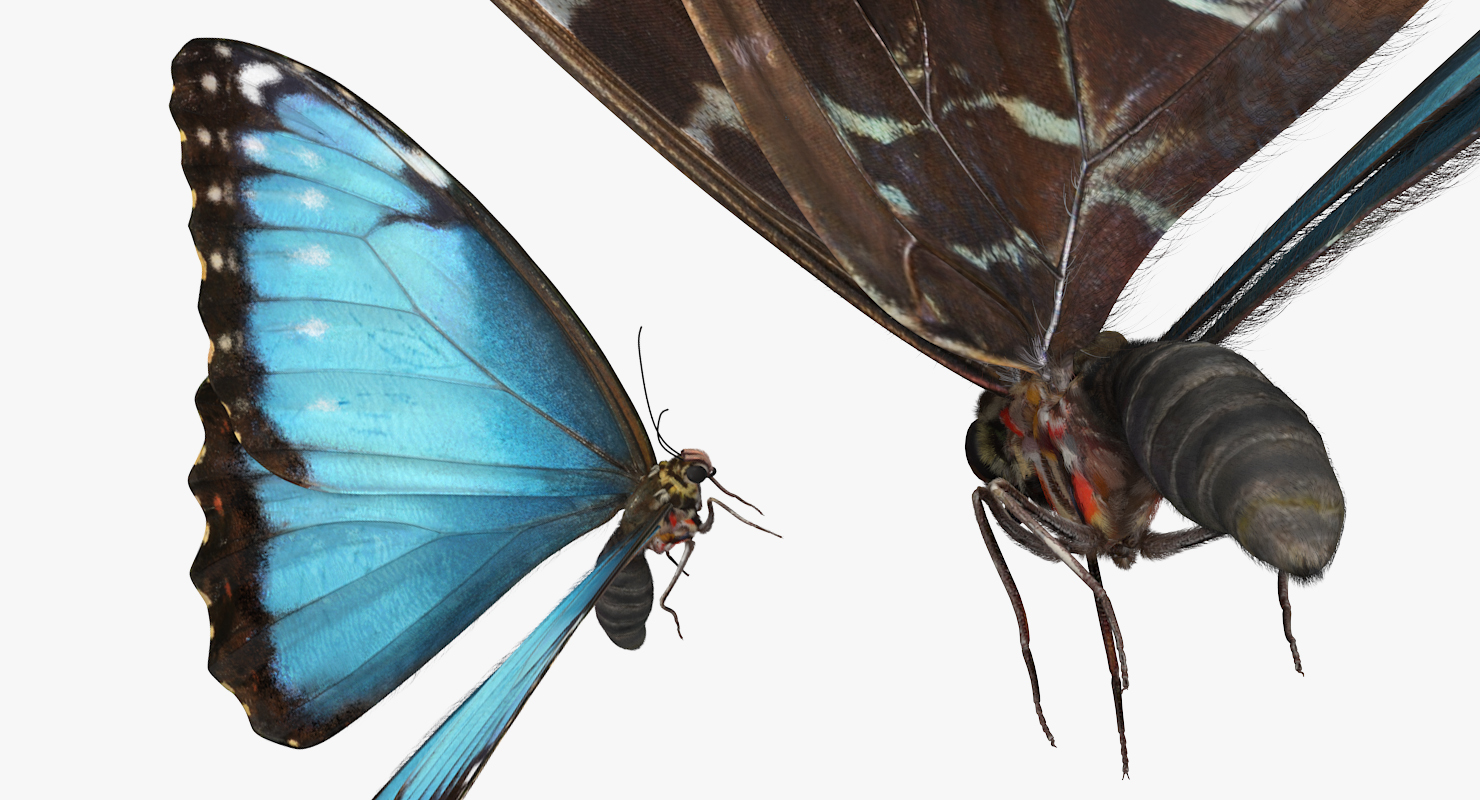 Common Morpho Butterfly with Fur 3D