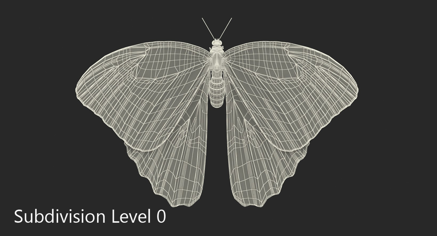 Common Morpho Butterfly with Fur 3D