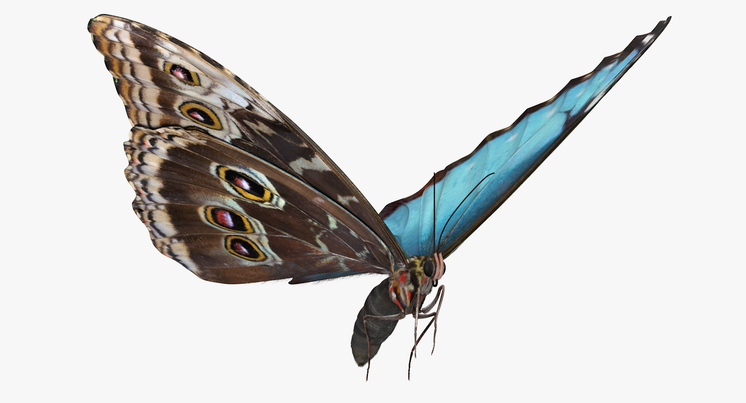 Common Morpho Butterfly with Fur 3D