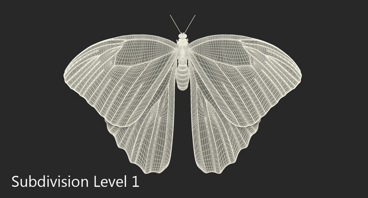 Common Morpho Butterfly with Fur 3D