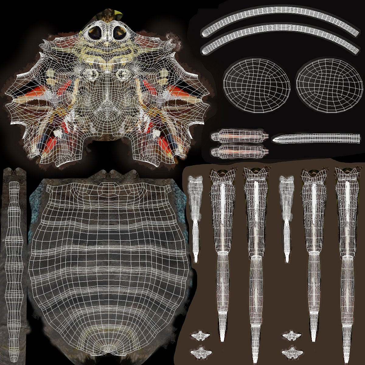 Common Morpho Butterfly with Fur 3D