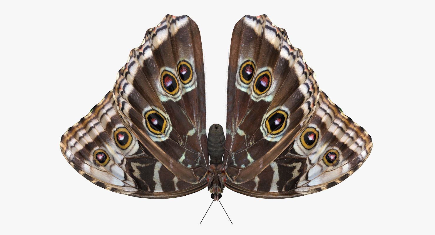 Common Morpho Butterfly with Fur 3D