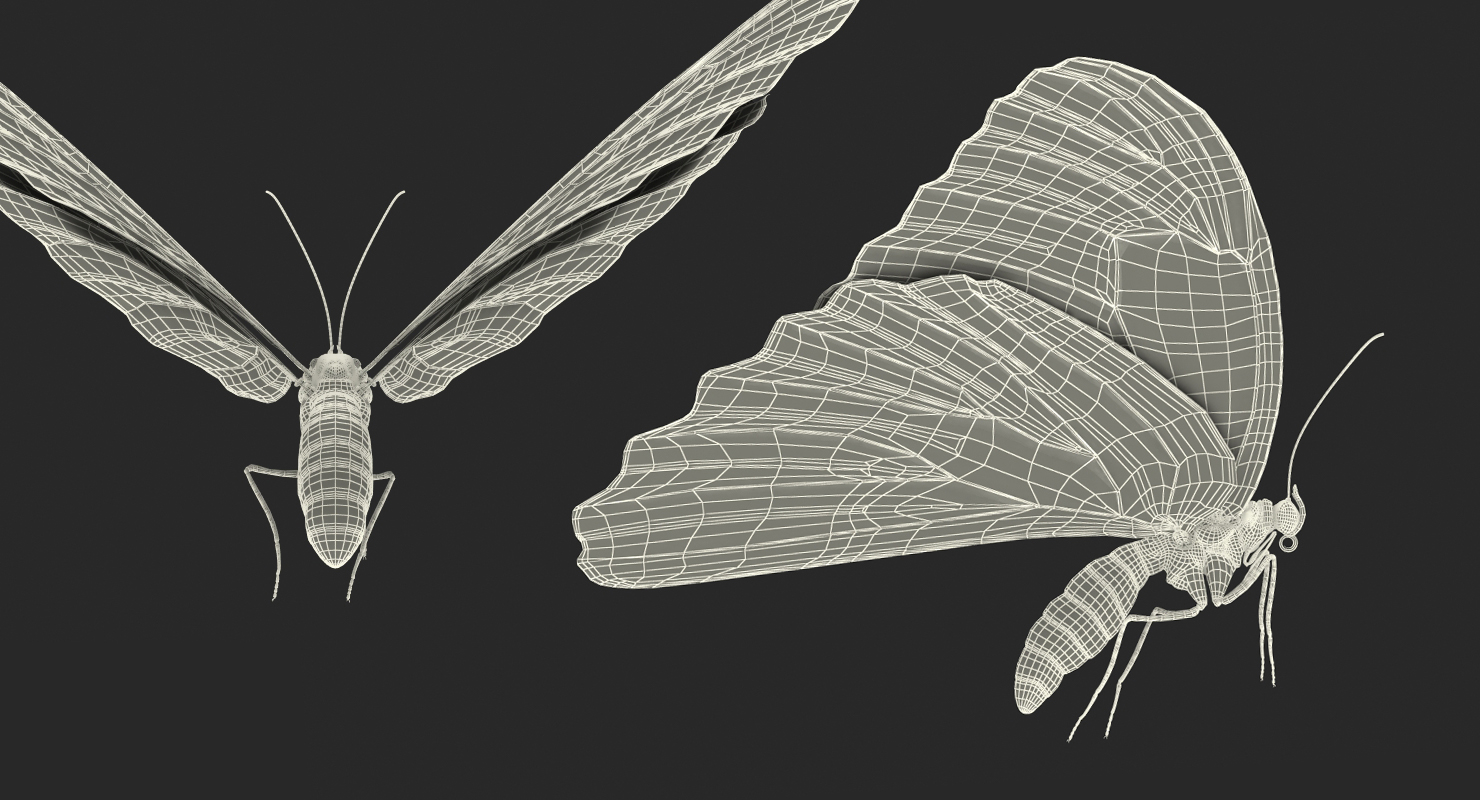 Common Morpho Butterfly with Fur 3D