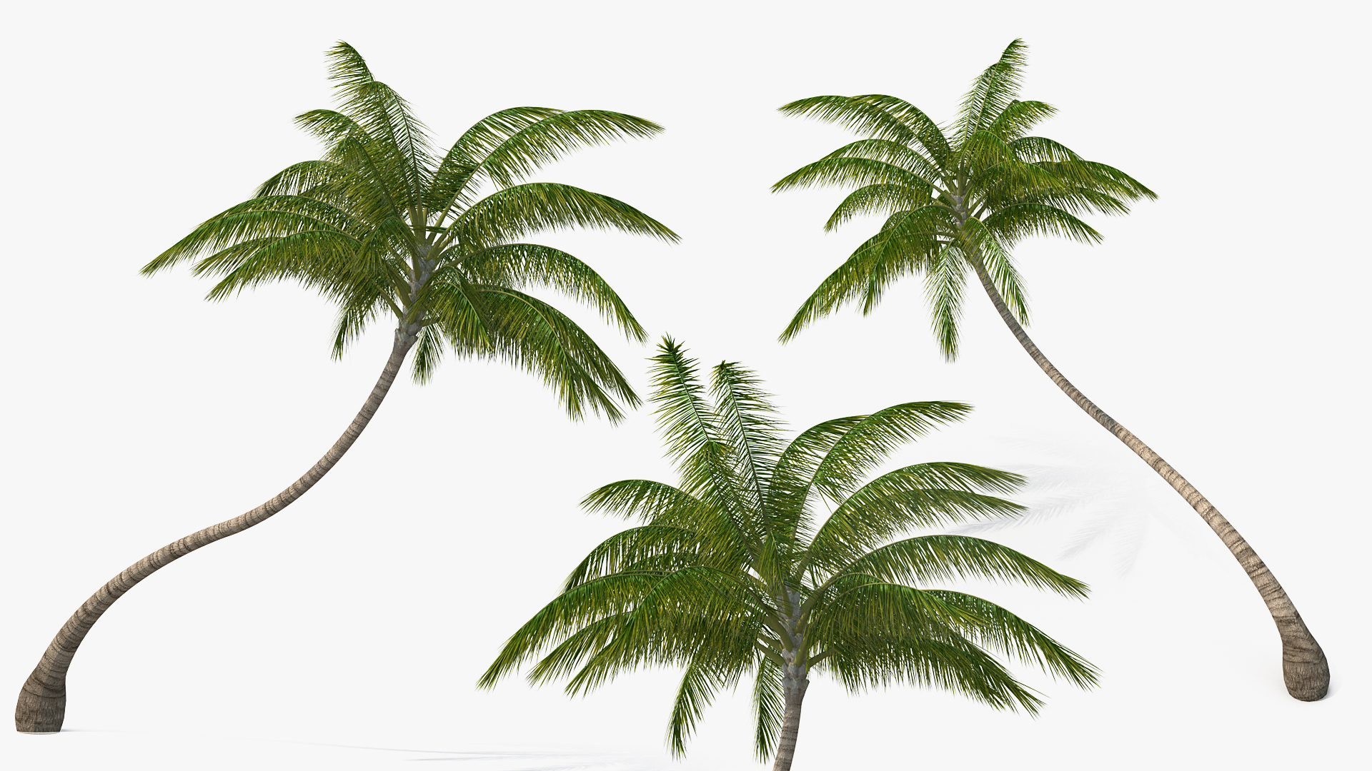 Desert Tropical Island with Palm Tree 3D