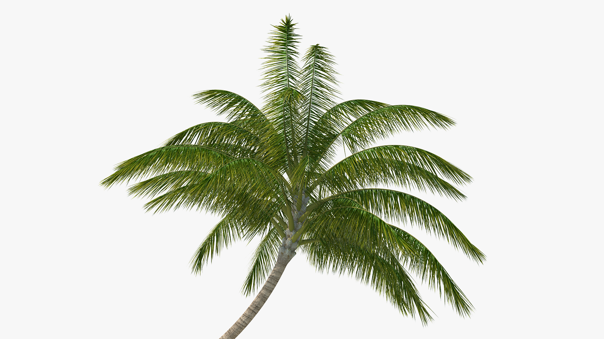 Desert Tropical Island with Palm Tree 3D