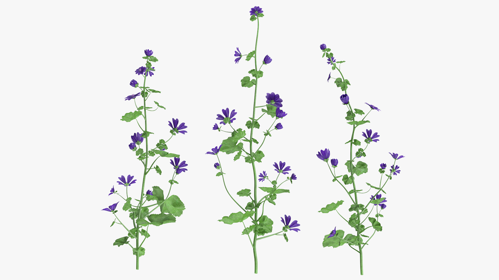 3D model Wild Malva Sylvestris Set