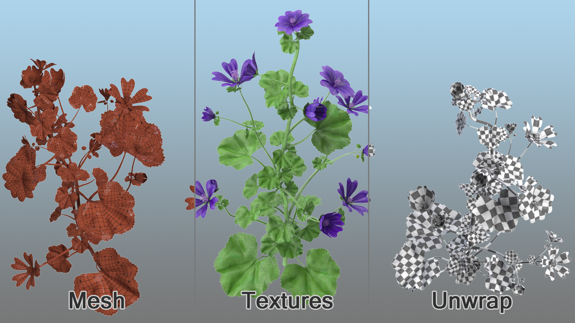 3D model Wild Malva Sylvestris Set