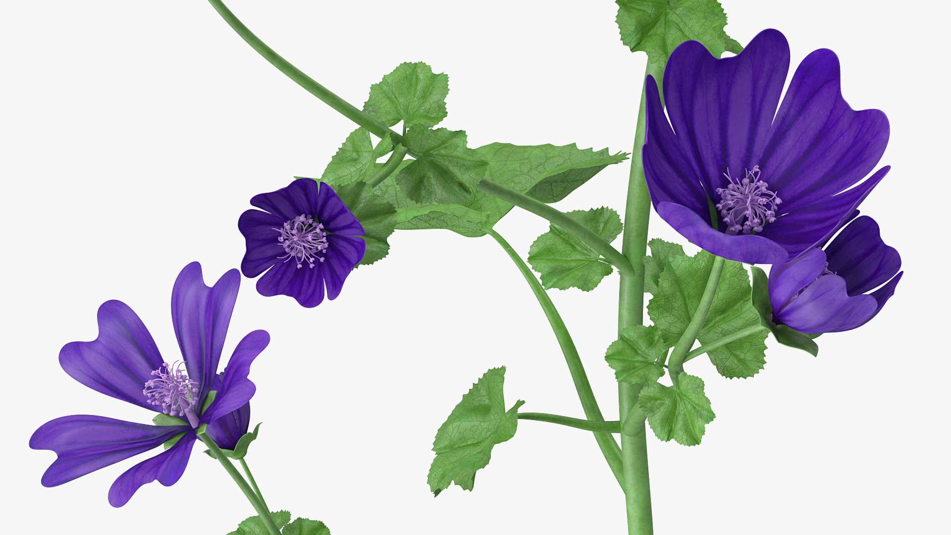 3D model Wild Malva Sylvestris Set