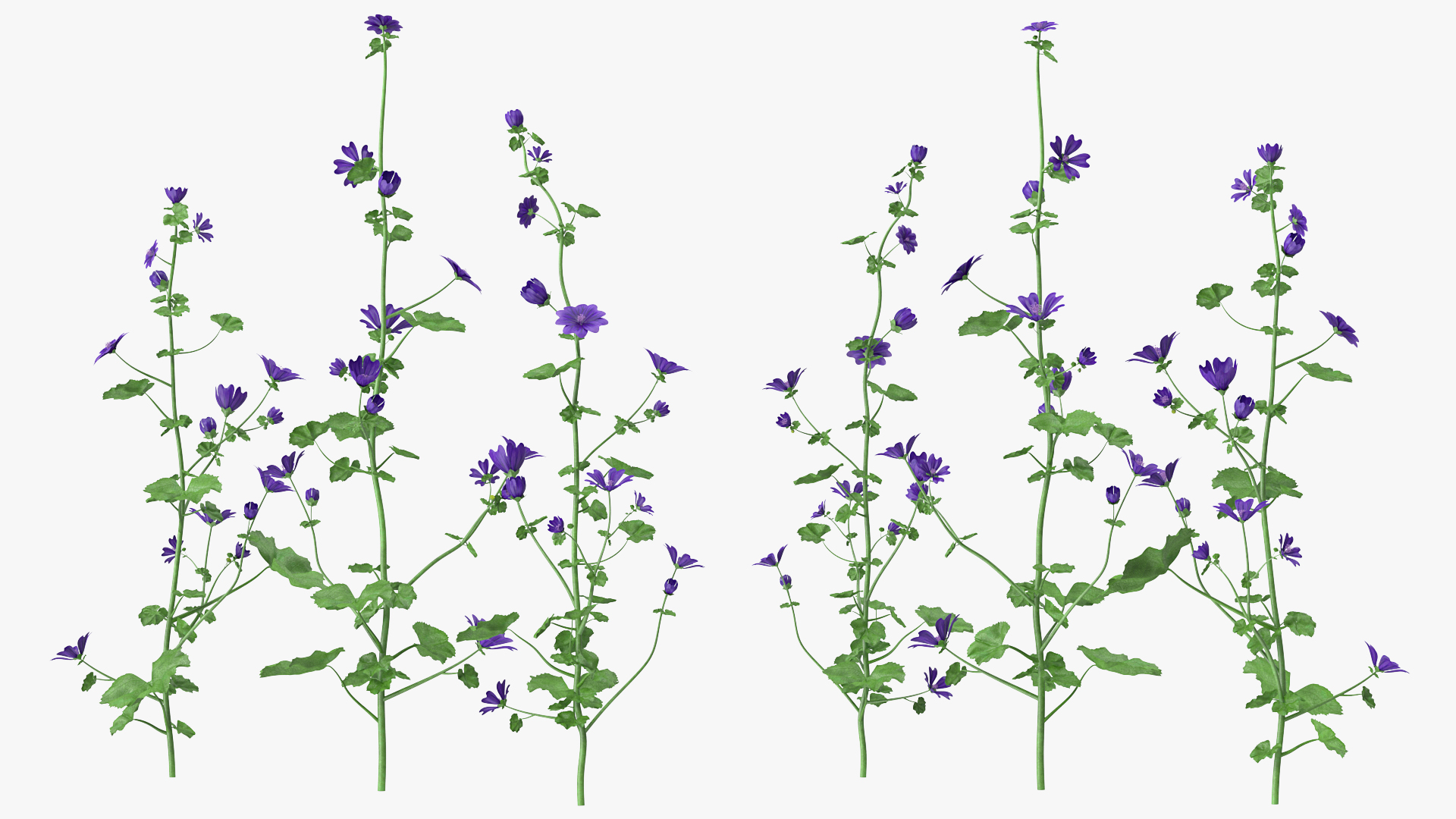 3D model Wild Malva Sylvestris Set
