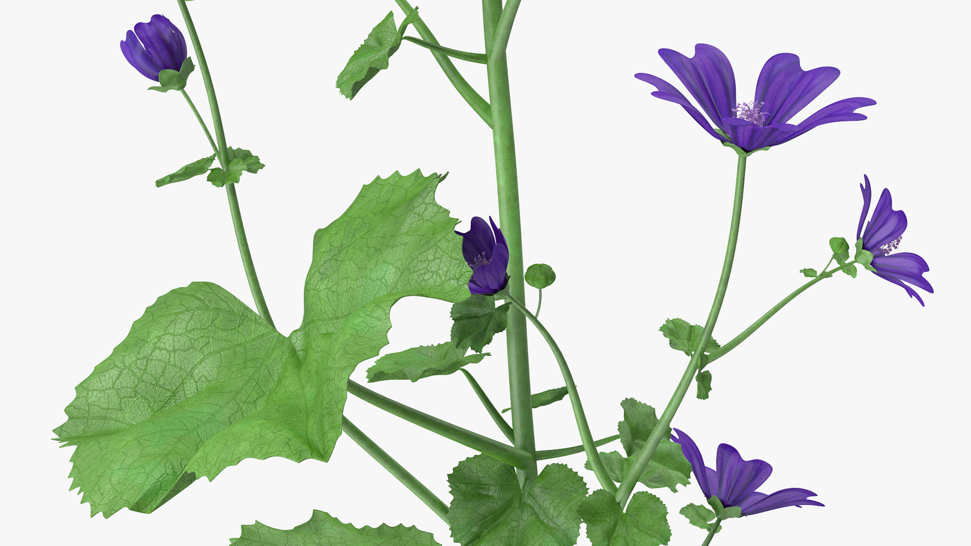 3D model Wild Malva Sylvestris Set