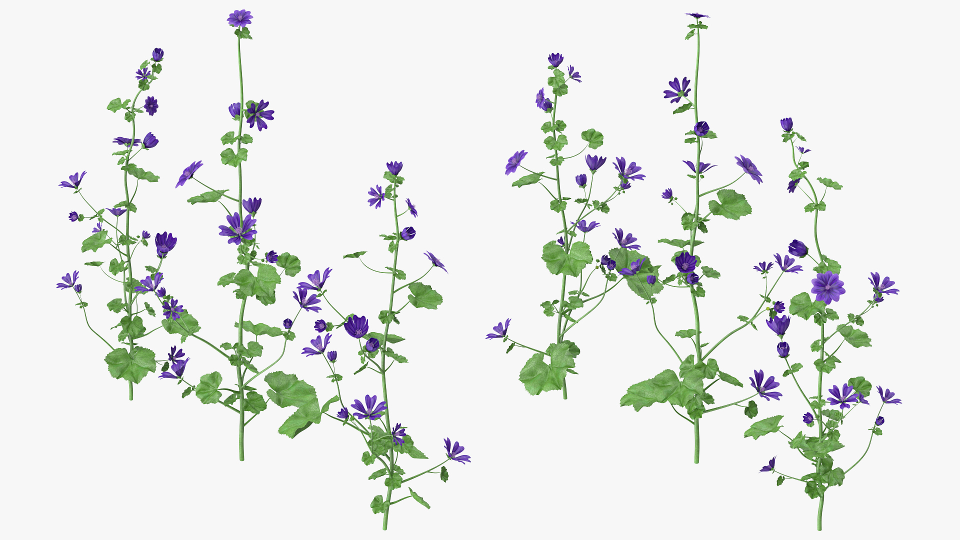 3D model Wild Malva Sylvestris Set