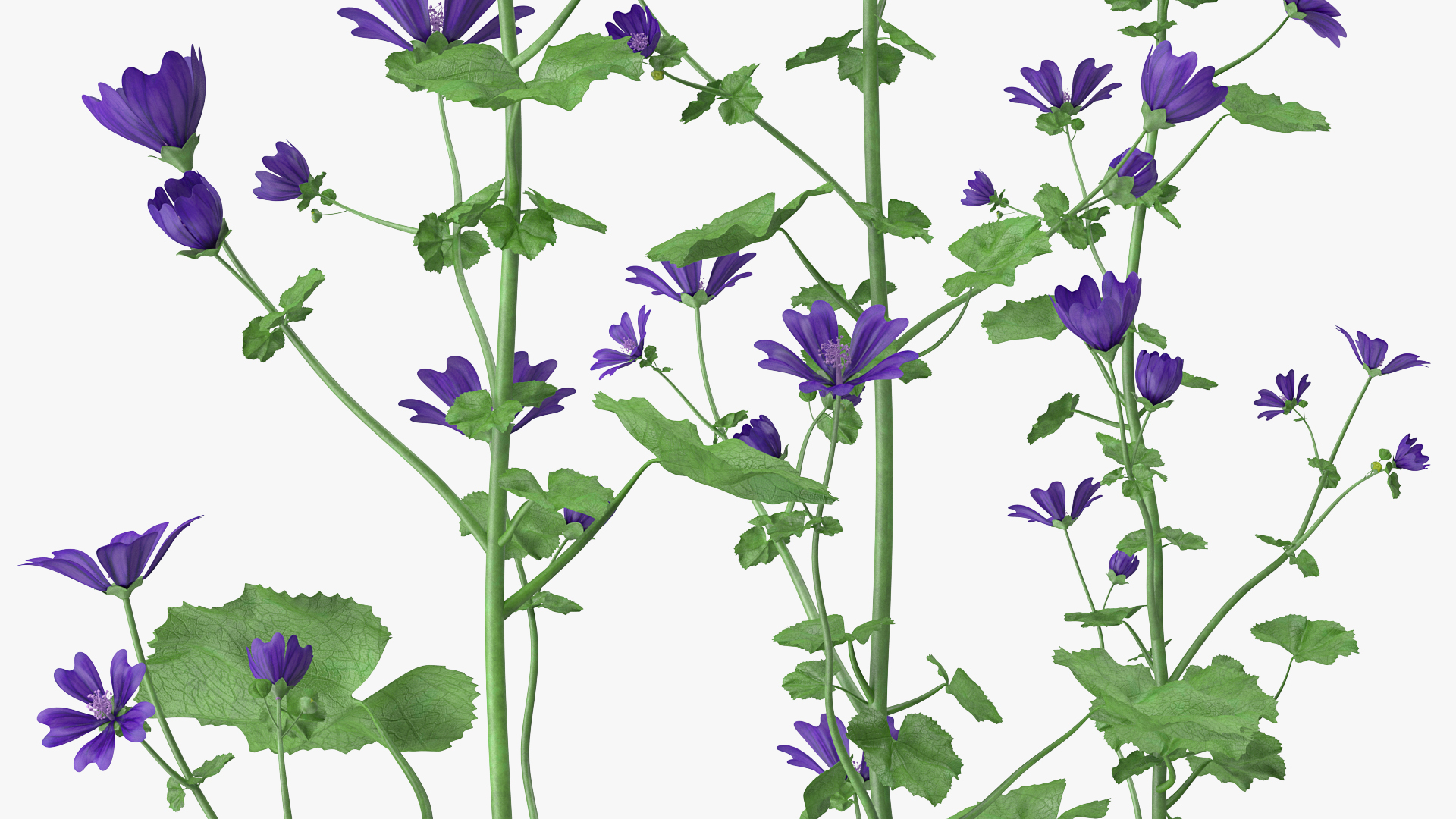 3D model Wild Malva Sylvestris Set